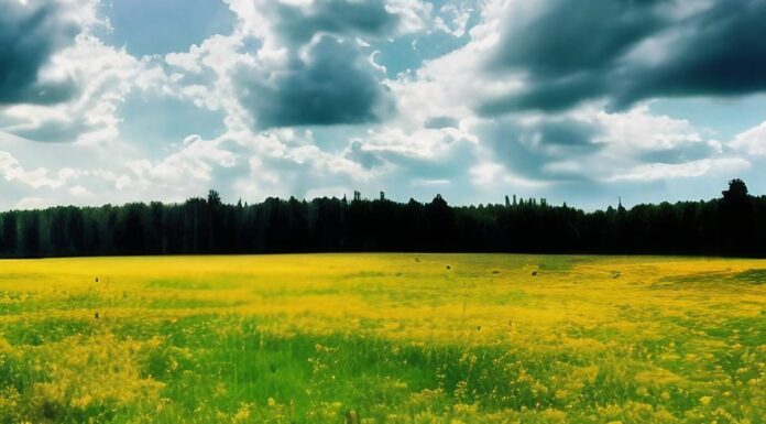 Ecco cosa devi sapere