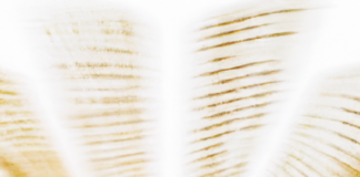 Corsi di Lettura in Velocità Review