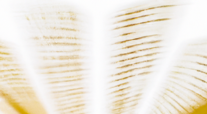 Corsi di Lettura in Velocità Review