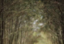 Corsi di Meditazione Review