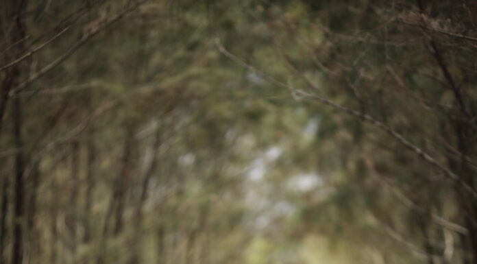 Corsi di Meditazione Review