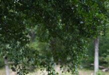 Recensione Linguaggio del Corpo: Tecniche di Apprendimento del Linguaggio del Corpo