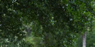 Recensione Linguaggio del Corpo: Tecniche di Apprendimento del Linguaggio del Corpo