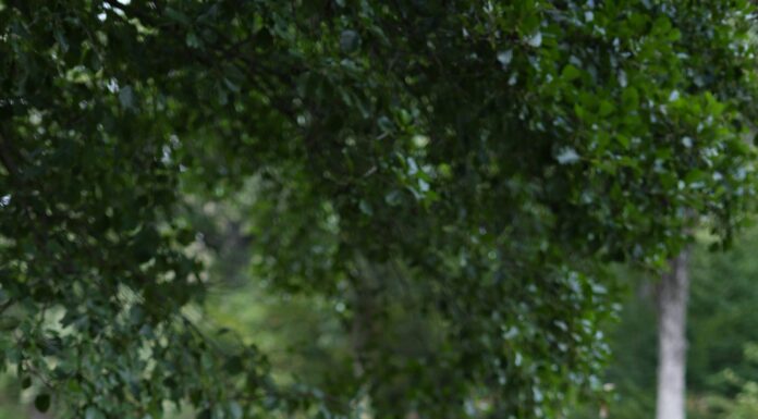 Recensione Linguaggio del Corpo: Tecniche di Apprendimento del Linguaggio del Corpo